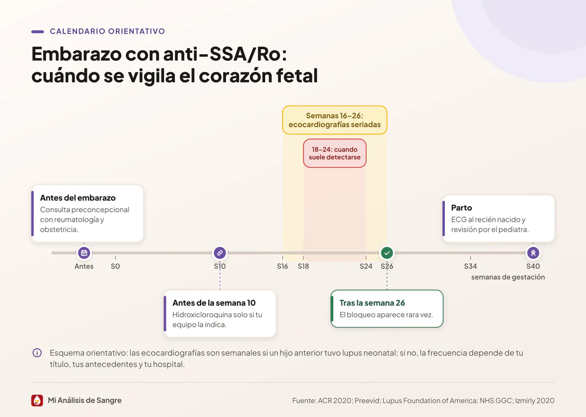 Línea temporal del embarazo con anti-SSA/Ro: franja de las semanas 16 a 26 resaltada y controles antes y después del parto