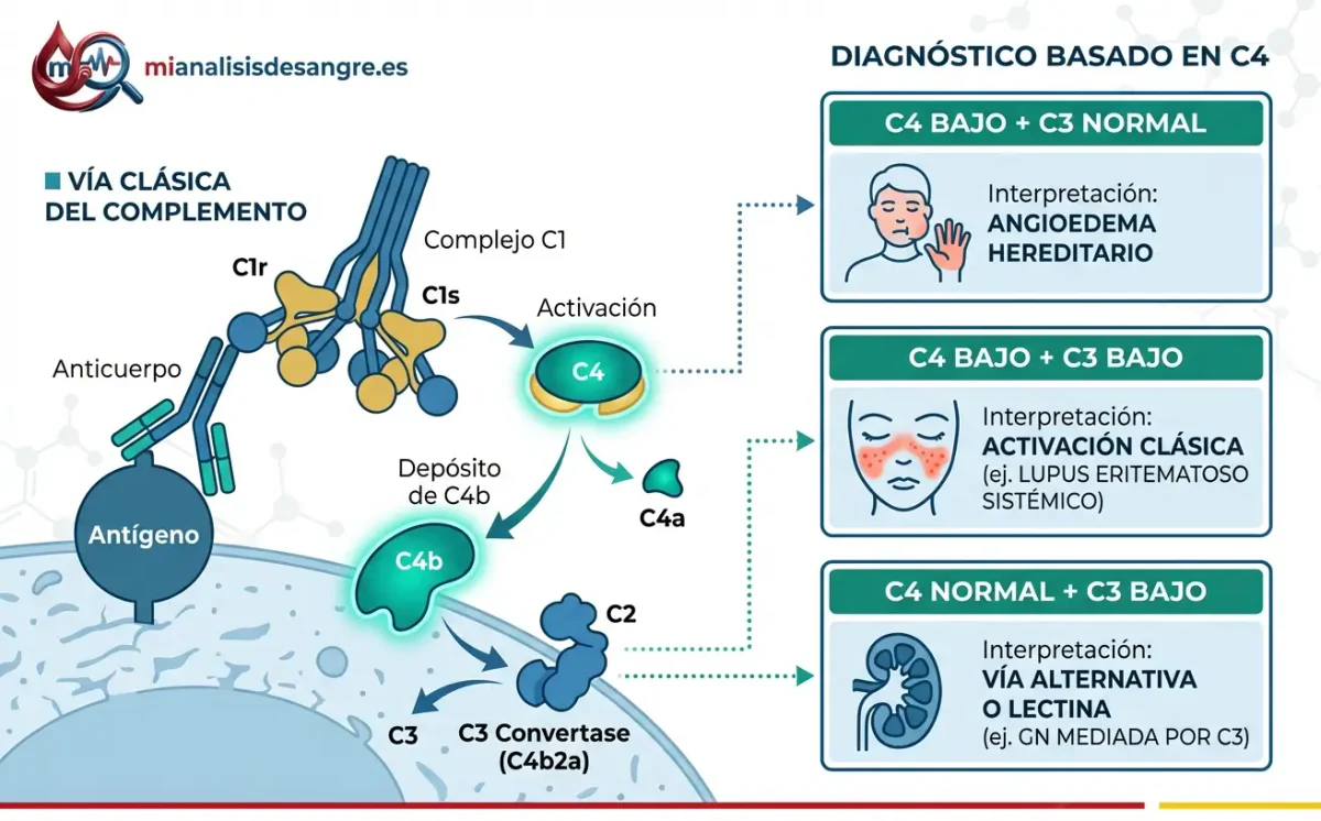 Vía clásica del complemento C4, del complejo C1 a la C3 convertasa, junto a tres casillas que combinan el C4 y el C3